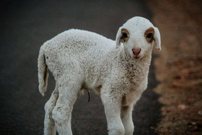 Portrait of a sheep on a field