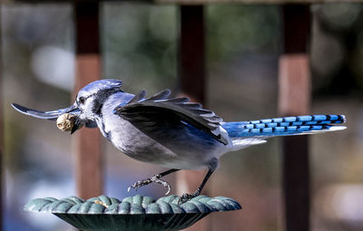 Close-up of bird perching on feeder