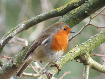 Close-up of bird perching on branch