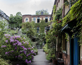 Potted plants on footpath by building