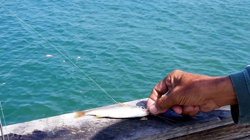 Cropped hand of man holding fish on retaining wall