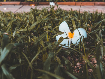 Close-up of white crocus flower on field