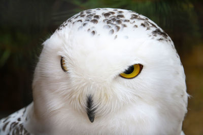 Close-up portrait of white owl