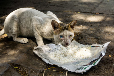 High angle view of a cat