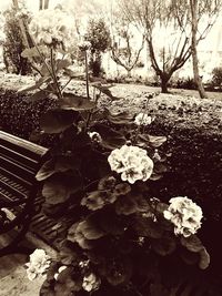 Close-up of plants against blurred water