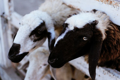 High angle view of sheep