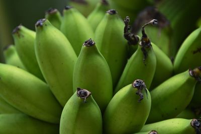 A close up of green bananas