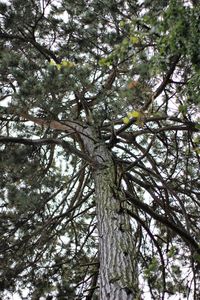 Low angle view of tree against sky