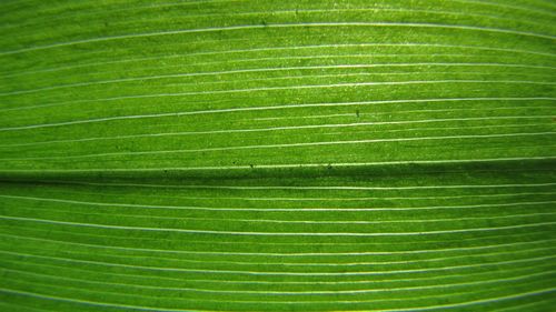 Full frame shot of green leaves