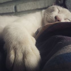 Close-up of cat sleeping