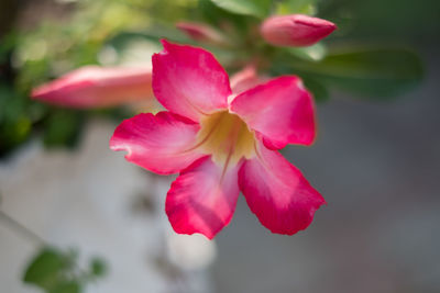 Close-up of pink flowering plant