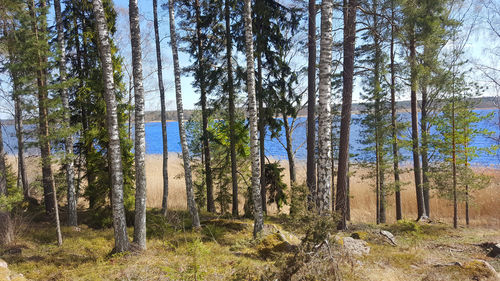 Trees in forest