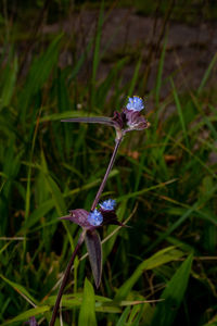 Close-up of purple flowering plant on field