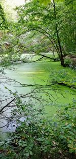 Scenic view of lake in forest