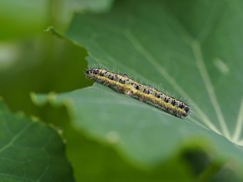 Close-up of insect on leaf