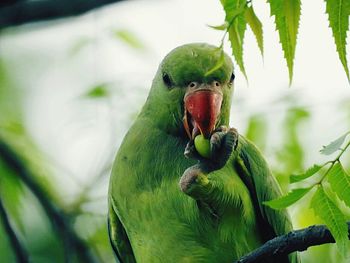 Close-up of parrot feeding