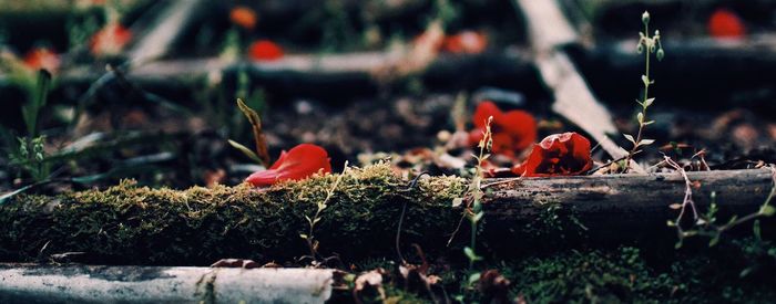 Close-up of red flowers against blurred background