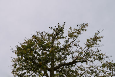 Low angle view of tree against sky