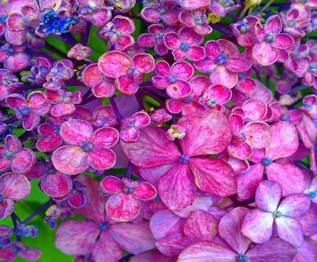 Full frame shot of pink hydrangea flowers