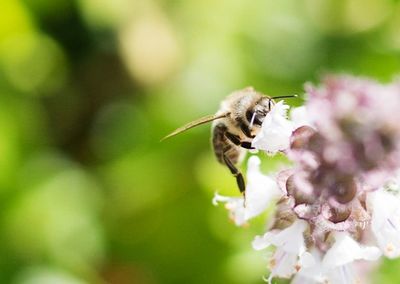 Close-up of bee perching on flower