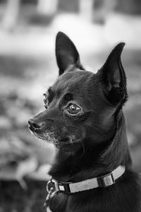 Close-up of a chihuahua looking away