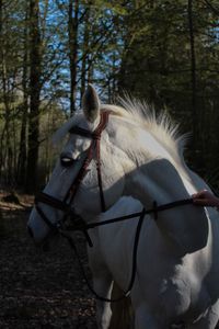 Horse in the forest 