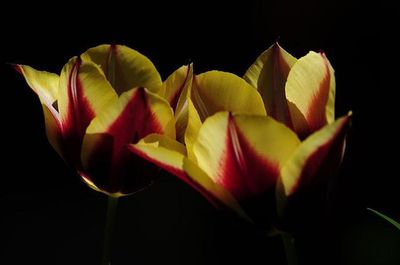 Close-up of flower over black background