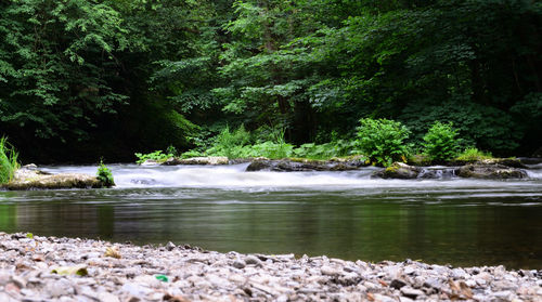 Scenic view of river flowing in forest