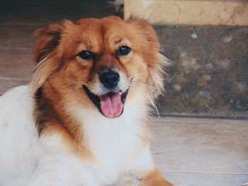 Close-up portrait of a dog