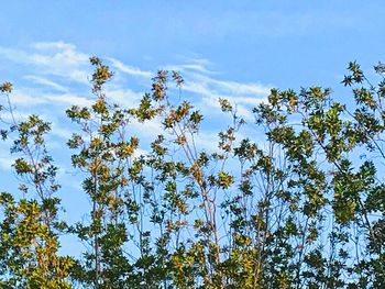 Low angle view of trees against blue sky
