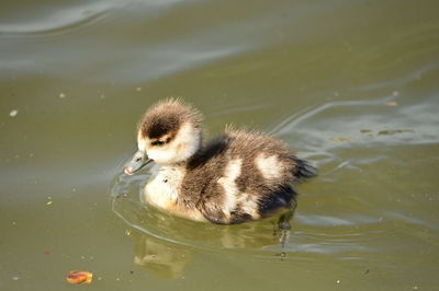 Duck swimming in lake