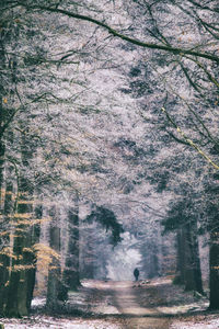 Man walking on tree in winter