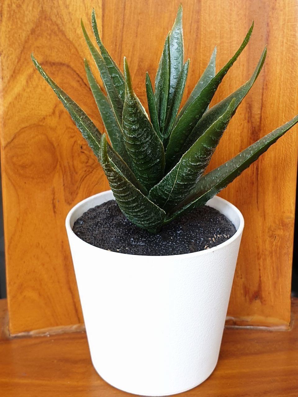 HIGH ANGLE VIEW OF POTTED PLANT