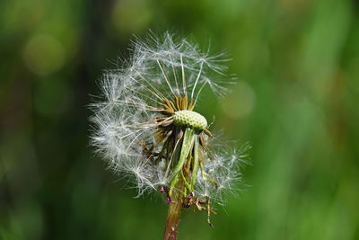 Close-up of dandelion