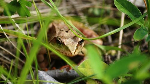 Close-up of frog amidst grass