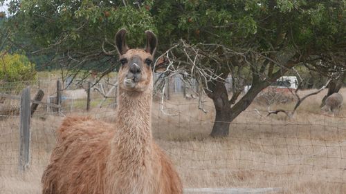 Portrait of horse standing on land