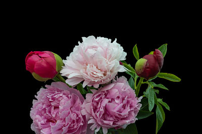 Close-up of pink roses against black background