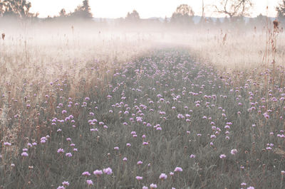 High angle view of clover flowers growing on grassy field