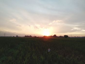 Scenic view of field against sky during sunset