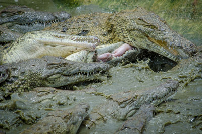 High angle view of crocodile in sea