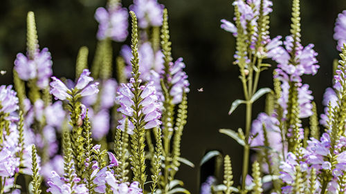 Close-up of purple flowering plants