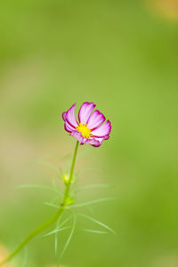 Close-up of purple flower