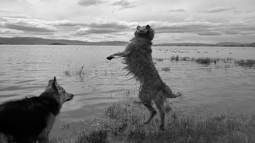 Dog in a lake