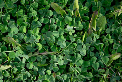 Full frame shot of plants growing on field