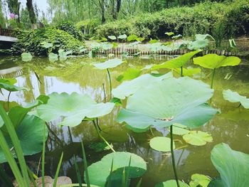 Lotus water lily in pond