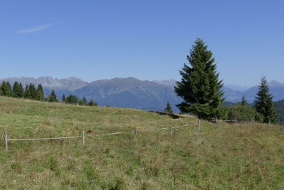 Scenic view of field against clear sky