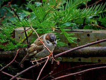 Close-up of bird perching on branch