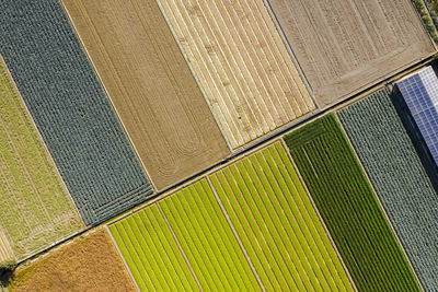 High angle view of plants on field