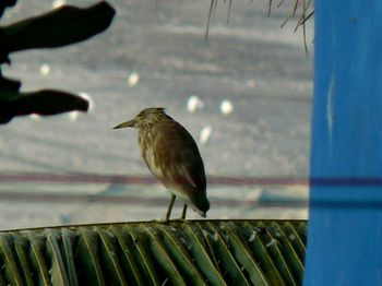 Close-up of bird perching outdoors