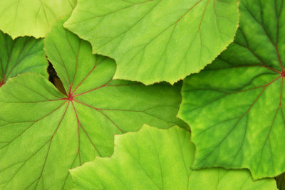 Full frame shot of leaves